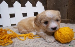 Cavachon dogs for sale: Dexter - Image 15