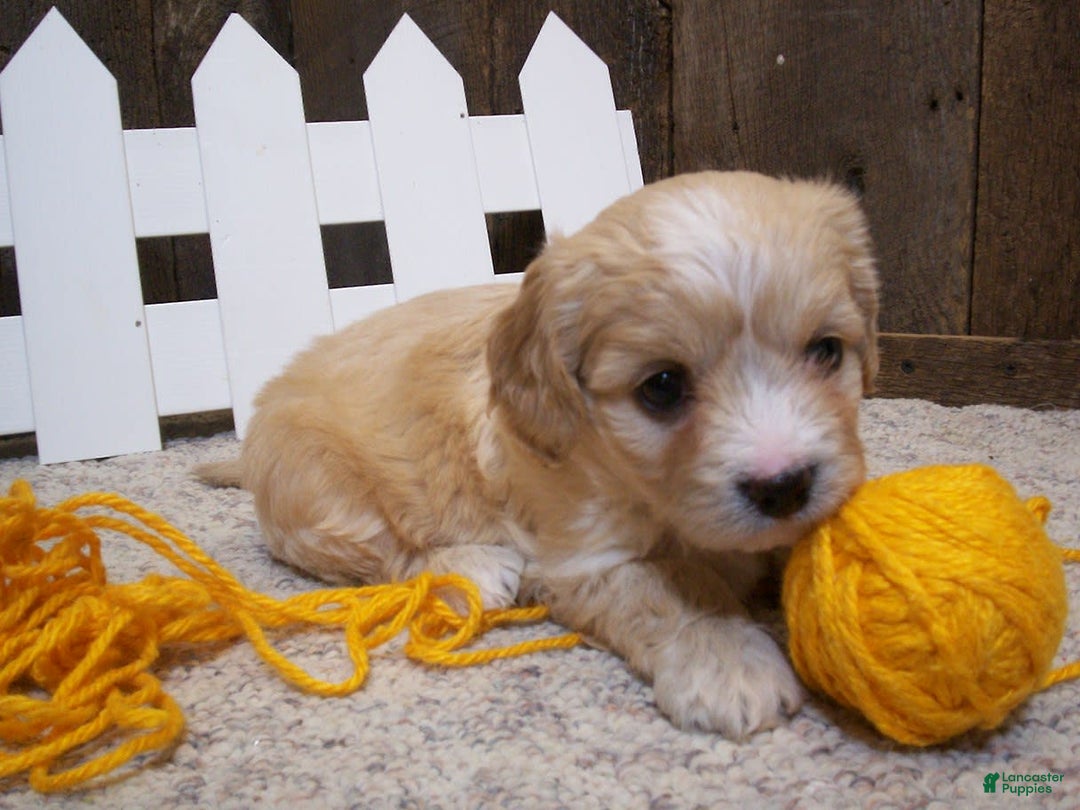 Cavachon dogs for sale: Dexter - Image 15
