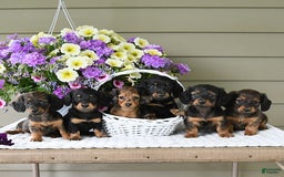 Miniature Dachshund dogs for sale: Laudon - Image 1