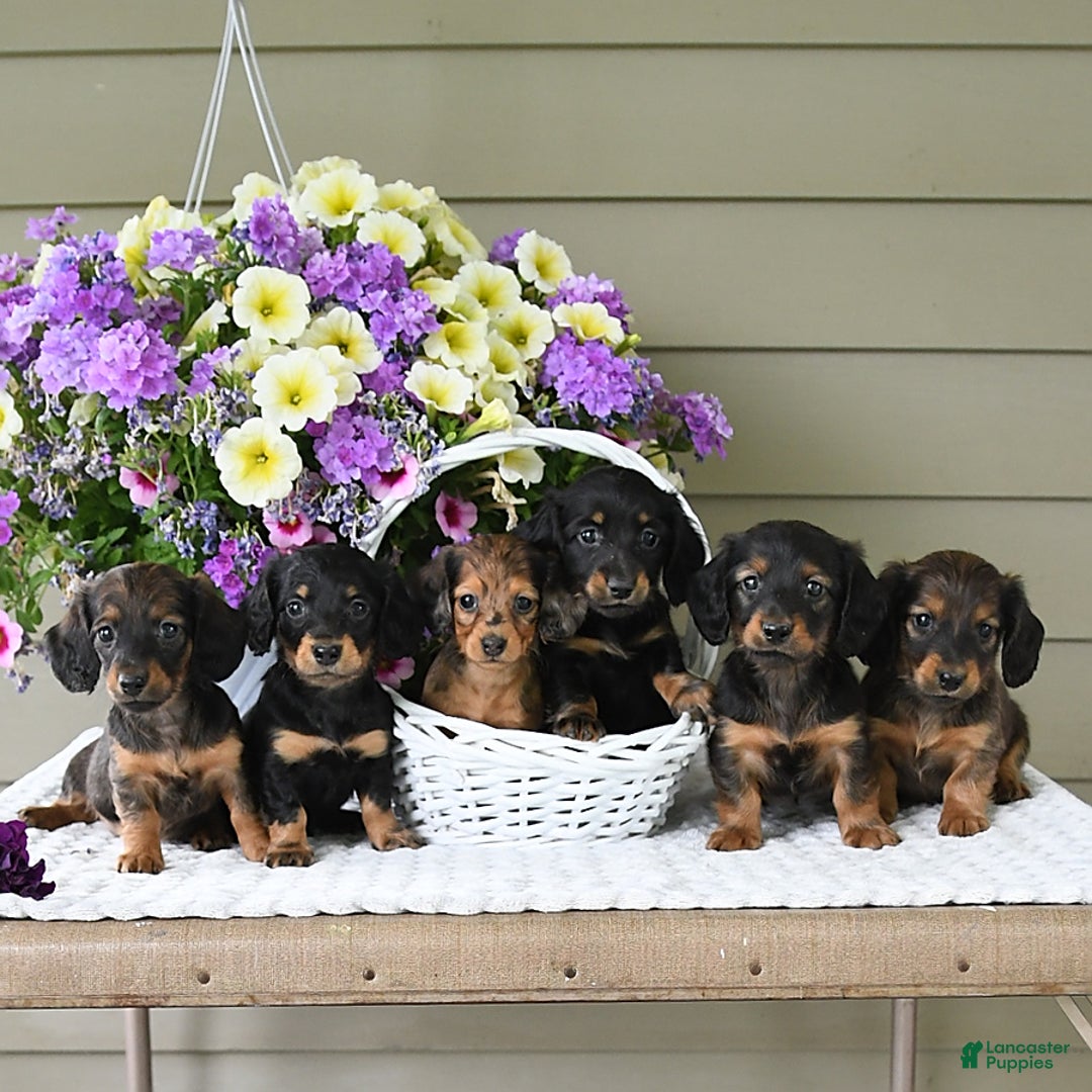 Miniature Dachshund dogs for sale: Laudon - Image 1