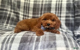 Cavapoo dogs for sale: Dash - Image 3