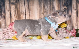 French Bulldog dogs for sale: Milton - Image 2