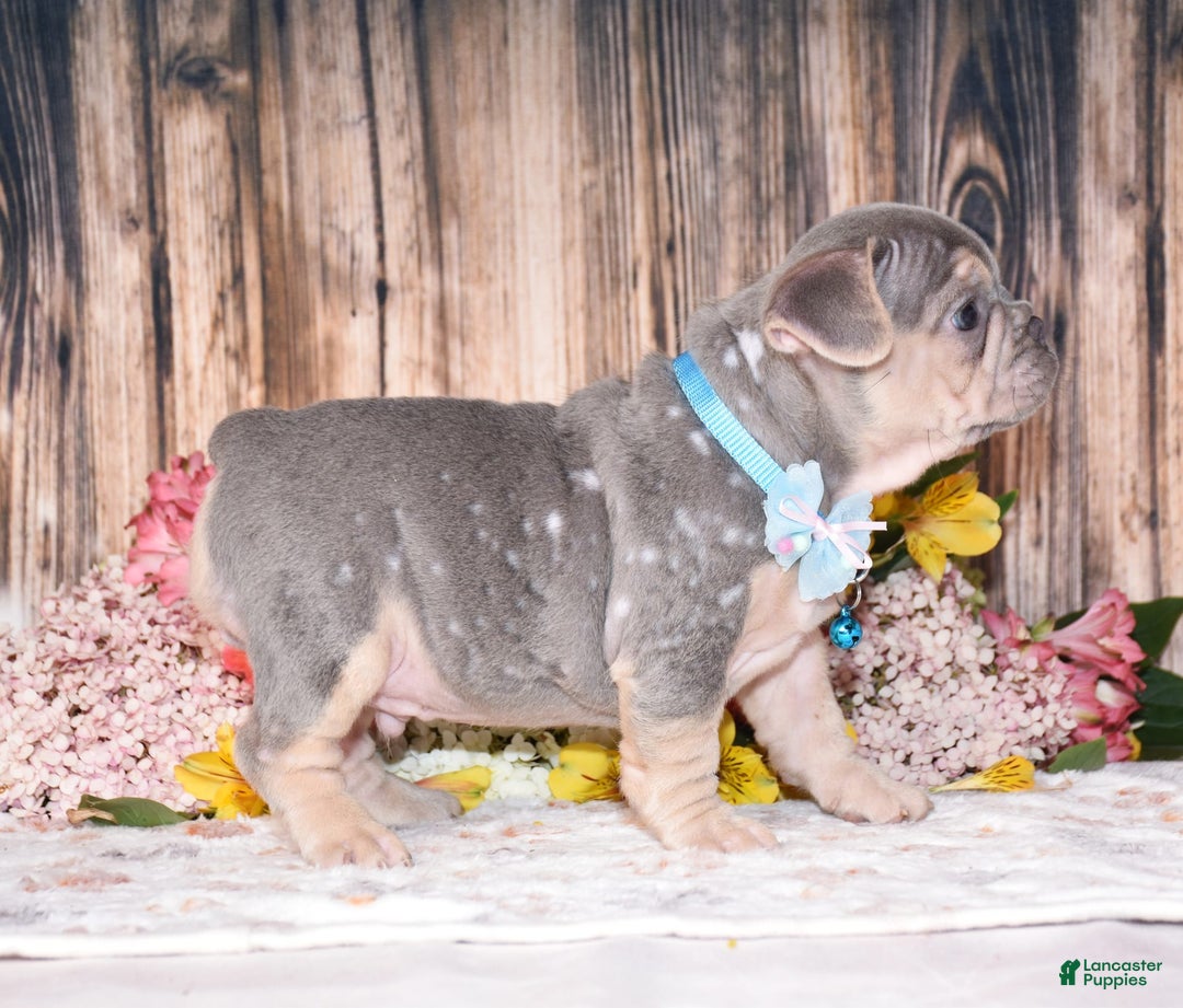 French Bulldog dogs for sale: Milton - Image 2
