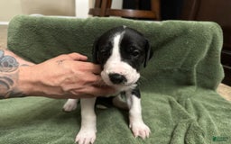 Great Dane dogs for sale: Red Girl - Image 2