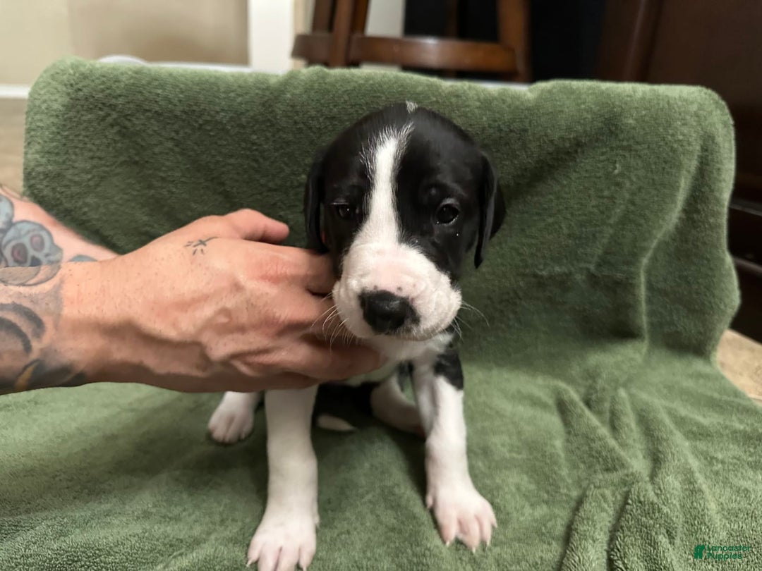 Great Dane dogs for sale: Red Girl - Image 2