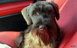 Miniature Schnauzer dogs for sale: Girl 2 - Image 7