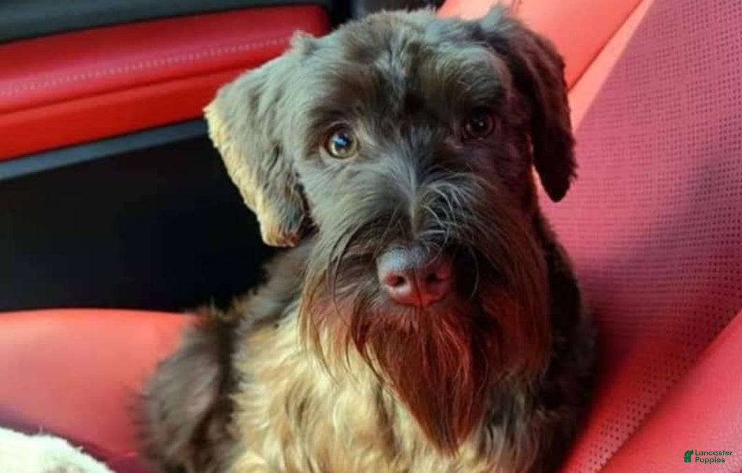 Miniature Schnauzer dogs for sale: Girl 2 - Image 7