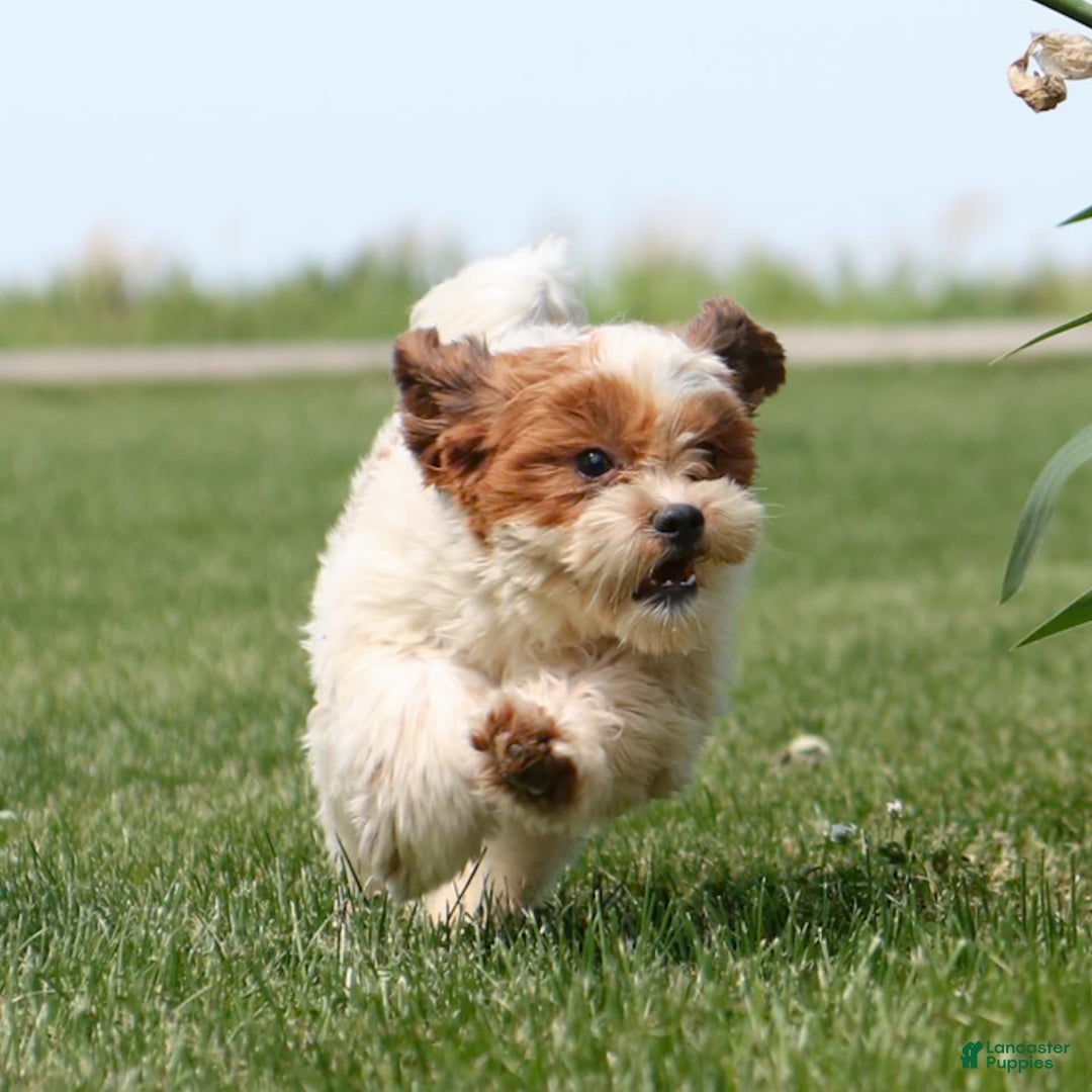 Shihpoo dogs for sale: Buster - Image 3