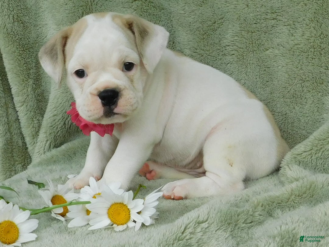 English Bulldog dogs for sale: Lilly - Image 1