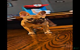 French Bulldog dogs for sale: Masha - Image 3