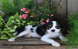 Cavalier King Charles Spaniel dogs for sale: Jace - Image 5