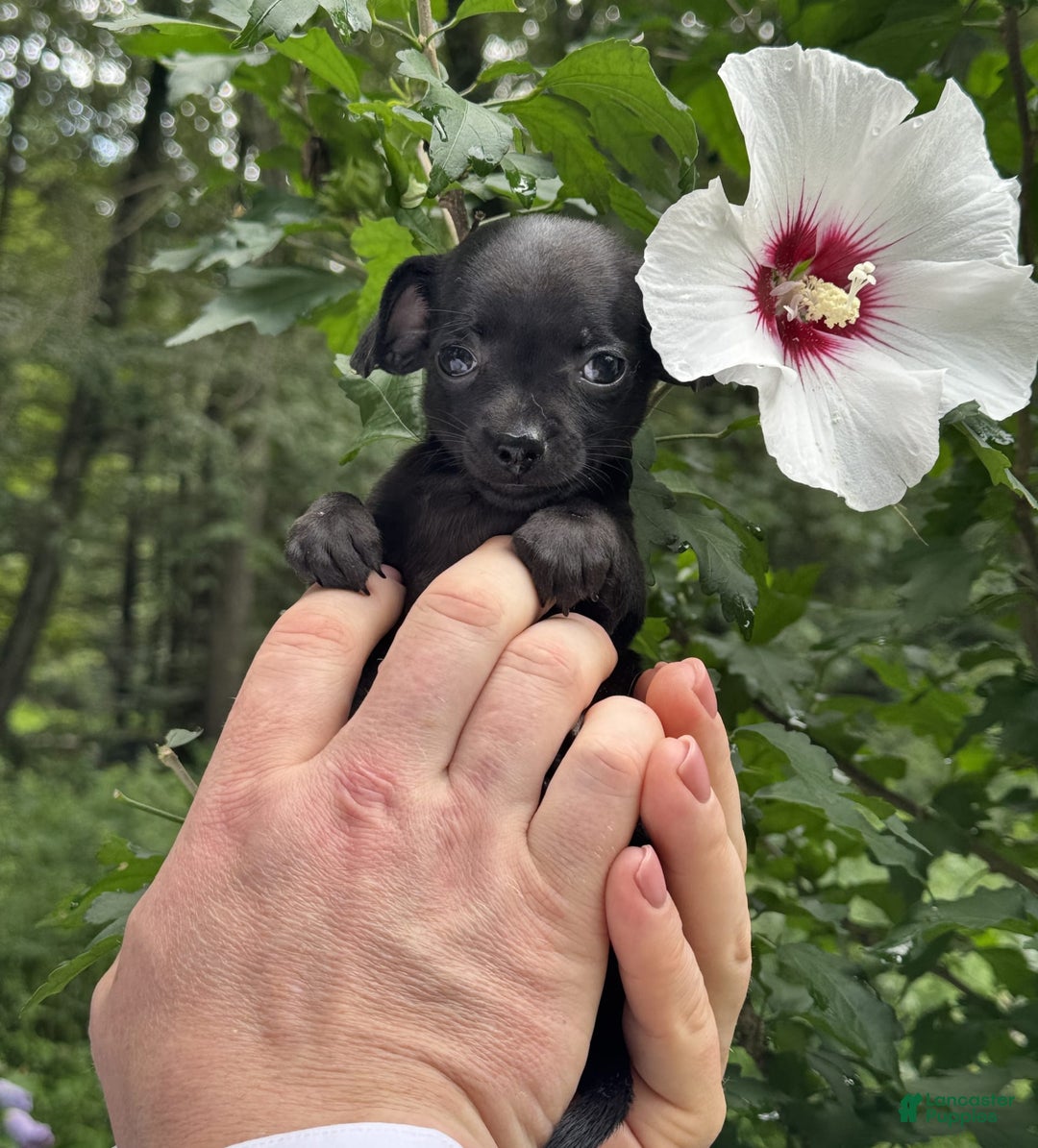 Chihuahua dogs for sale: Black Pearl - Image 3