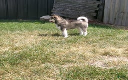 Pomsky dogs for sale: Sadie - Image 4