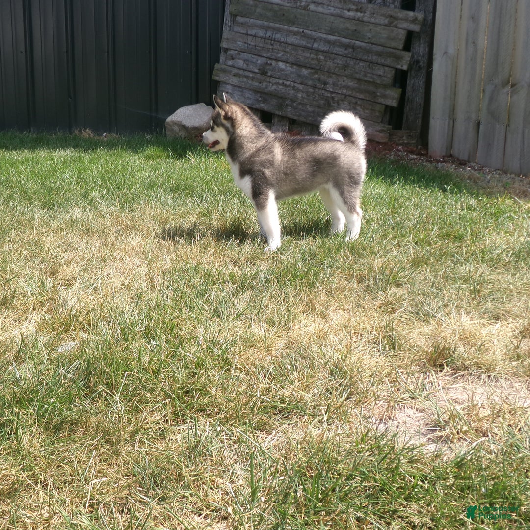 Pomsky dogs for sale: Sadie - Image 4