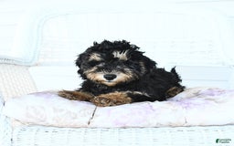 Miniature Poodle dogs for sale: Oscar - Image 4