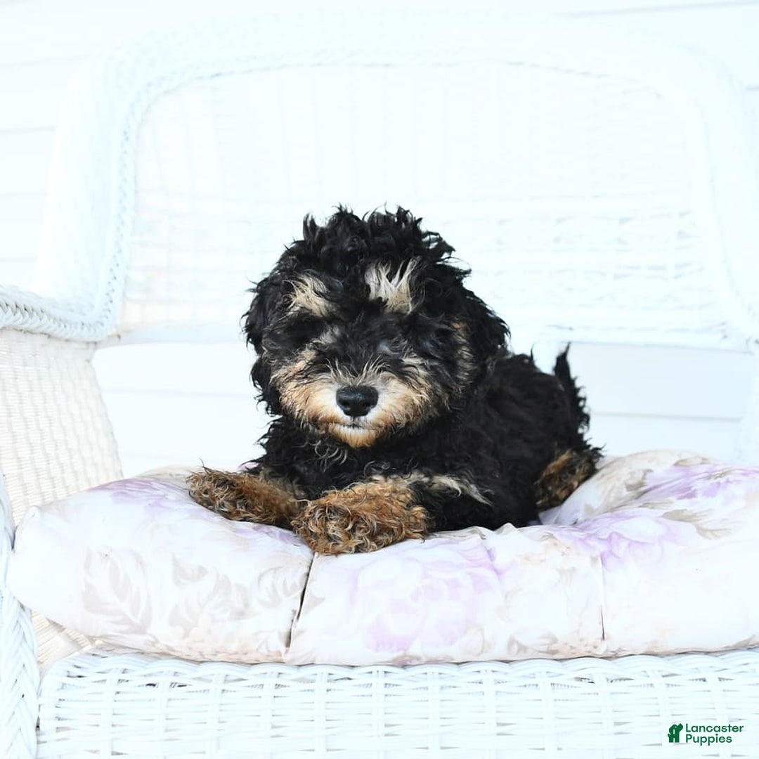 Miniature Poodle dogs for sale: Oscar - Image 4