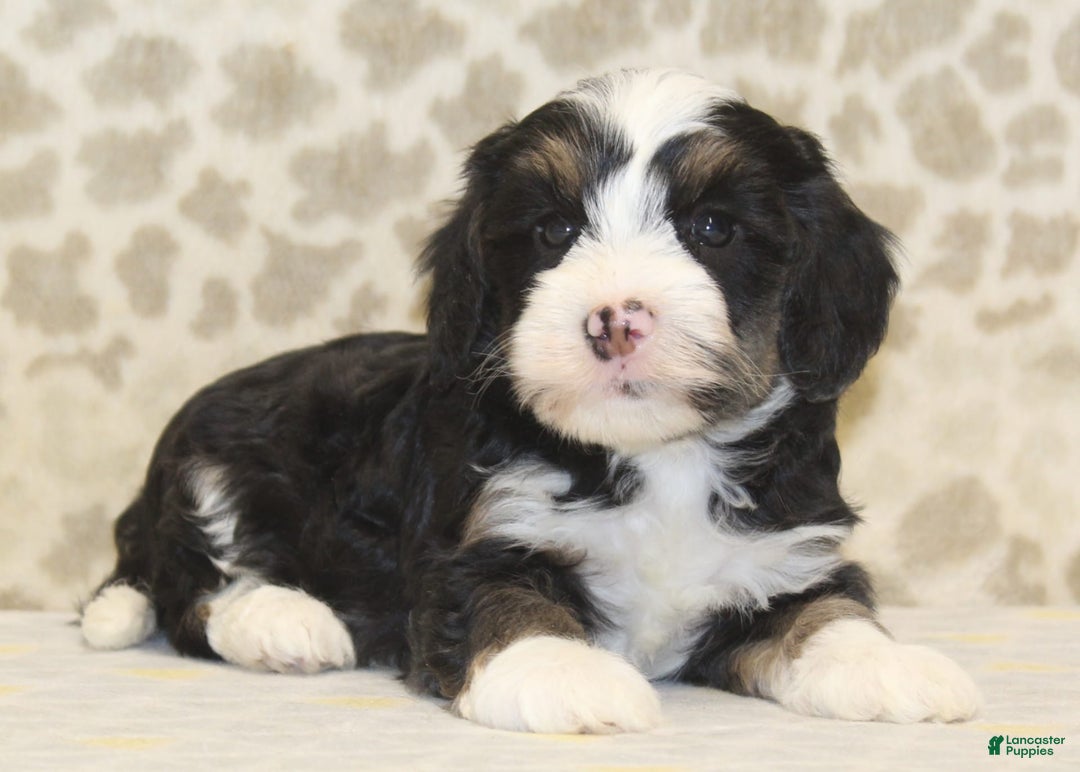 Mini Bernedoodle dogs for sale: Riley - Image 7