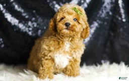 Toy Poodle dogs for sale: Wayne - Image 4