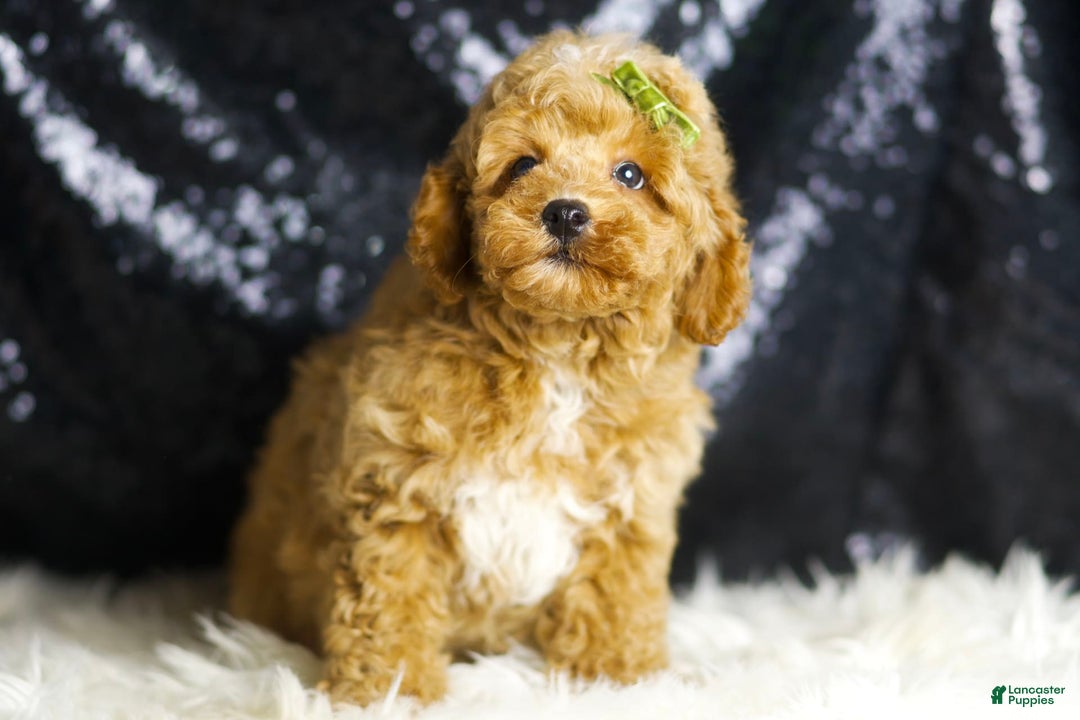 Toy Poodle dogs for sale: Wayne - Image 4