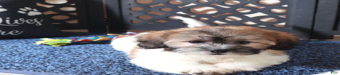 Benji