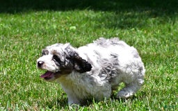 Cockapoo dogs for sale: Caden - Image 2