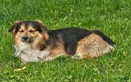 Welsh Corgi Pembroke dogs for sale: Rizzo - Image 5