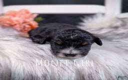 Mini Bernedoodle dogs for sale: Monet - Image 3