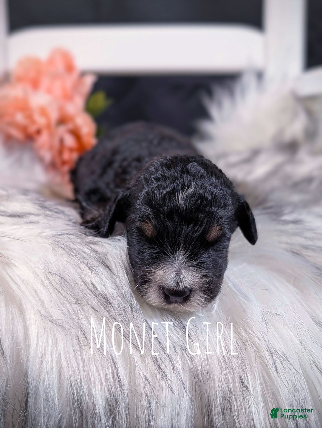 Mini Bernedoodle dogs for sale: Monet - Image 3