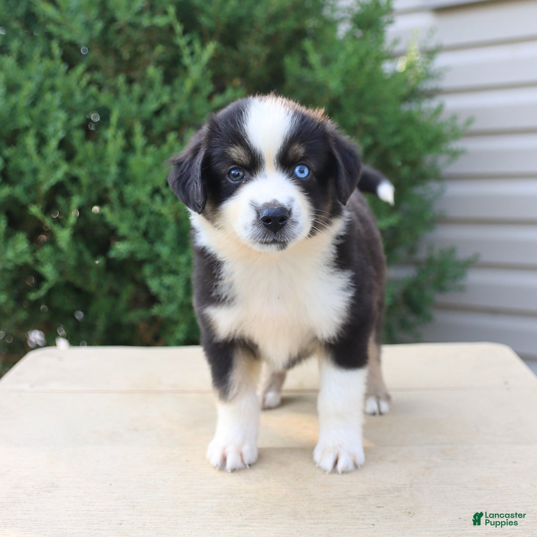 Miniature Australian Shepherd dogs for sale: Miniature Australian Shepherd 8 puppies - Image 12