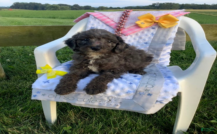 Goldendoodle dogs for sale - Ad 4