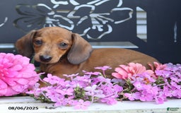 Miniature Dachshund dogs for sale: Peanut - Image 1