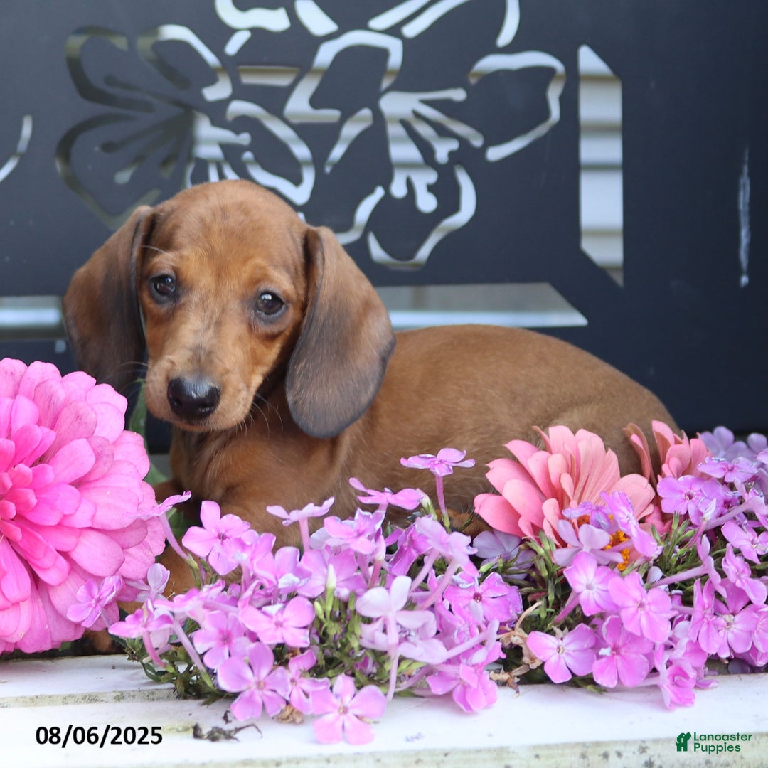 Miniature Dachshund dogs for sale: Peanut - Image 1
