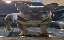 French Bulldog dogs for sale: Rolex - Image 6