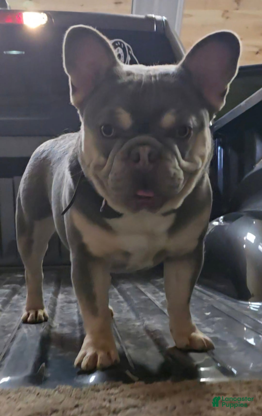 French Bulldog dogs for sale: Rolex - Image 6