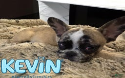 French Bulldog dogs for sale: Kevin - Image 8