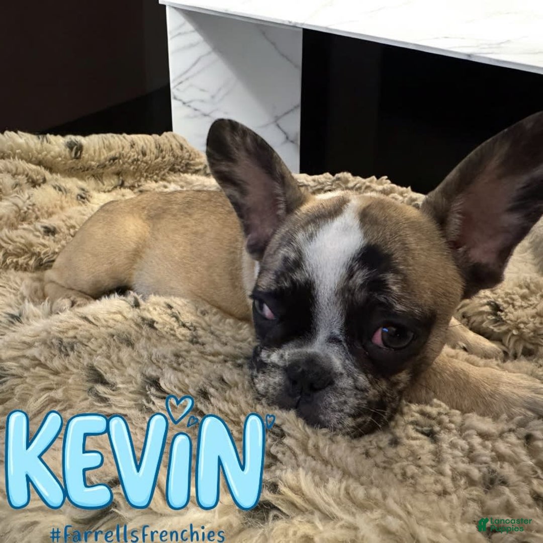 French Bulldog dogs for sale: Kevin - Image 8