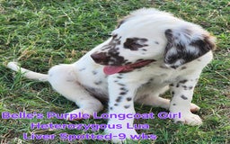 Dalmatian dogs for sale: Belles Purple Lua Liver Spotted Longcoat Girl - Image 8