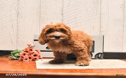 Cockapoo dogs for sale: Dasher - Image 2
