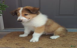 Collie dogs for sale: Danny - Image 6