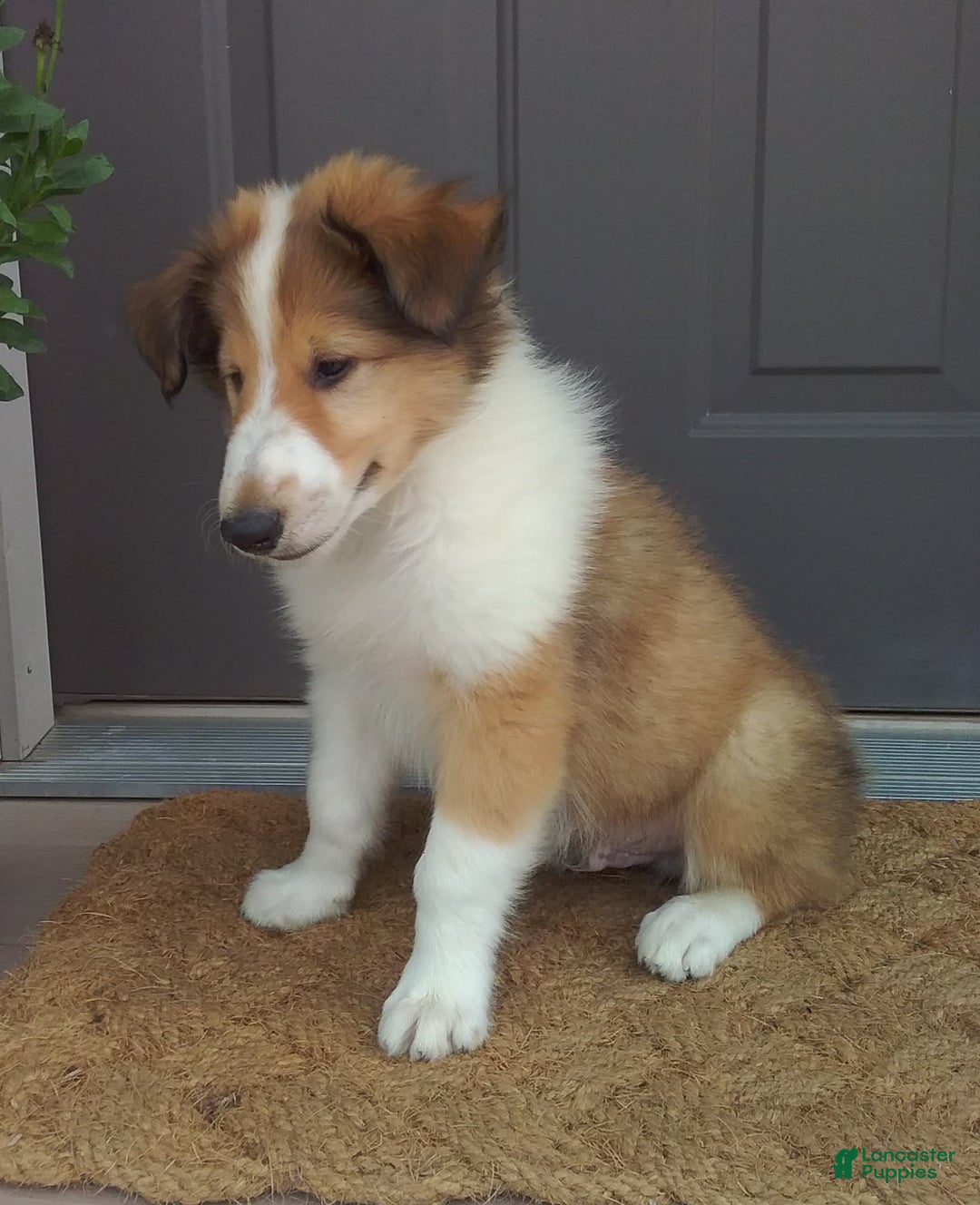 Collie dogs for sale: Danny - Image 6
