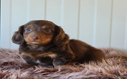 Miniature Dachshund dogs for sale: Roger - Image 1