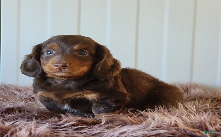 Miniature Dachshund dogs for sale - Ad 5