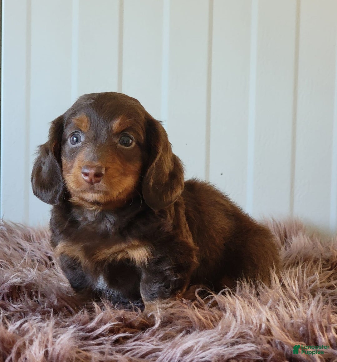 Miniature Dachshund dogs for sale: Roger - Image 1