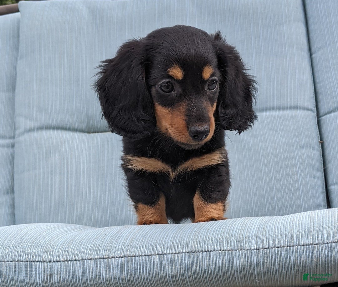 Miniature Dachshund dogs for sale: Miniature Dachshund 3 puppies - Image 17