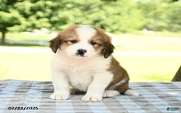 Great Pyrenees dogs for sale: Lion - Image 1