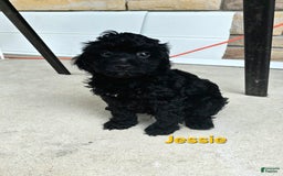 Cavapoo dogs for sale: Jessie - Image 3
