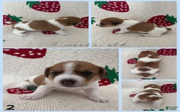 Jack Russell Terrier dogs for sale: Bear - Image 4