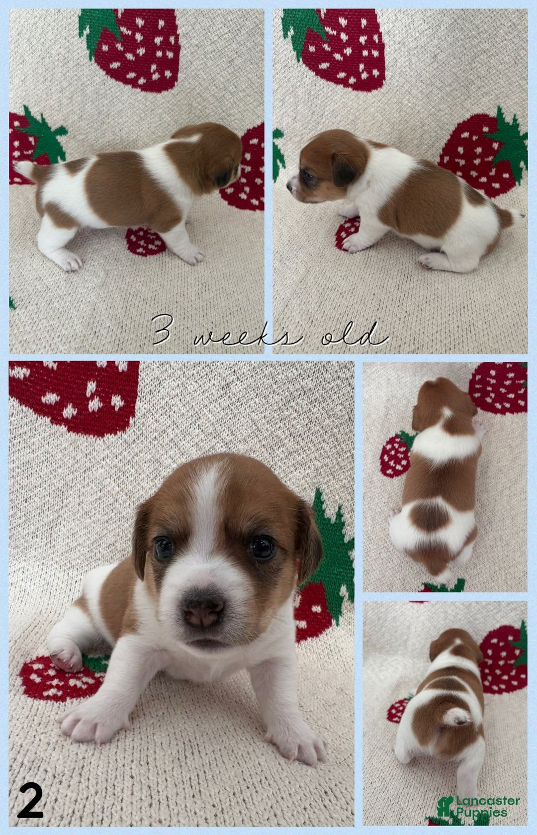 Jack Russell Terrier dogs for sale: Bear - Image 4