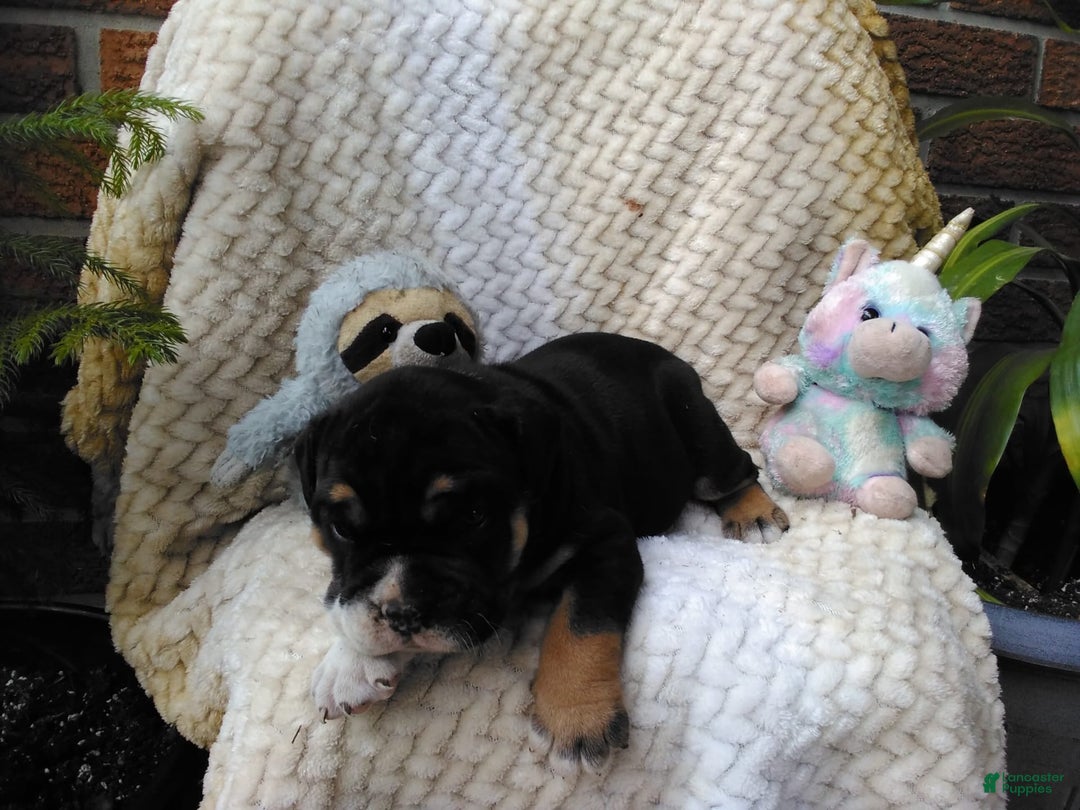 Olde English Bulldogge dogs for sale: Archer - Image 1