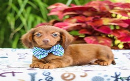 Miniature Dachshund dogs for sale: Zack - Image 3